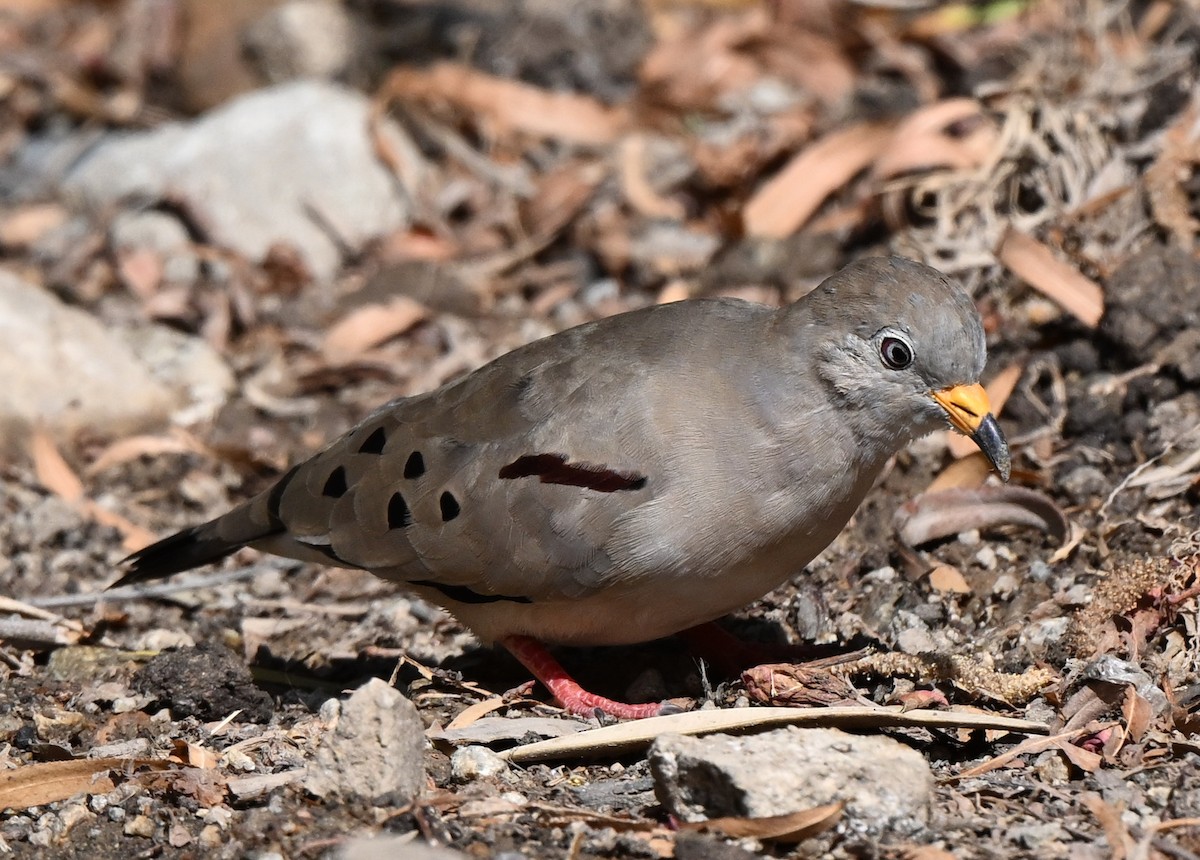 Croaking Ground Dove - ML647207551