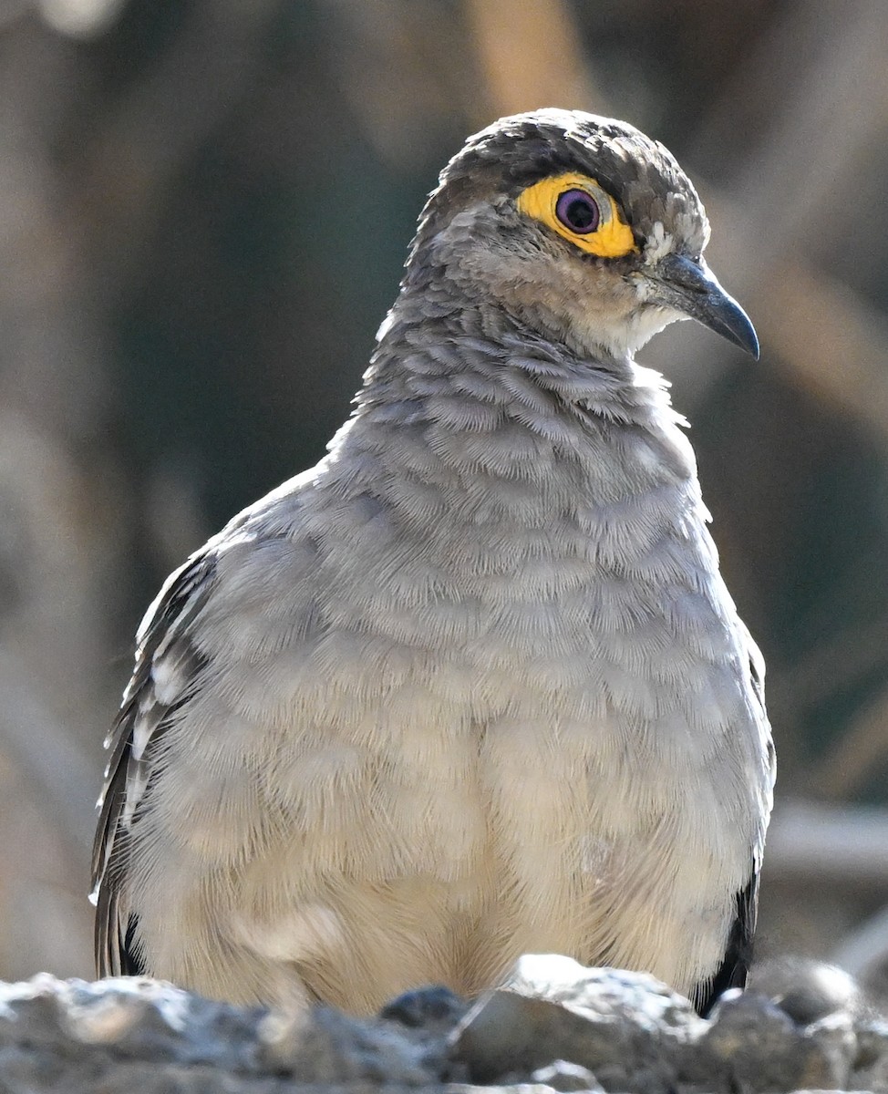 Bare-faced Ground Dove - ML647207554