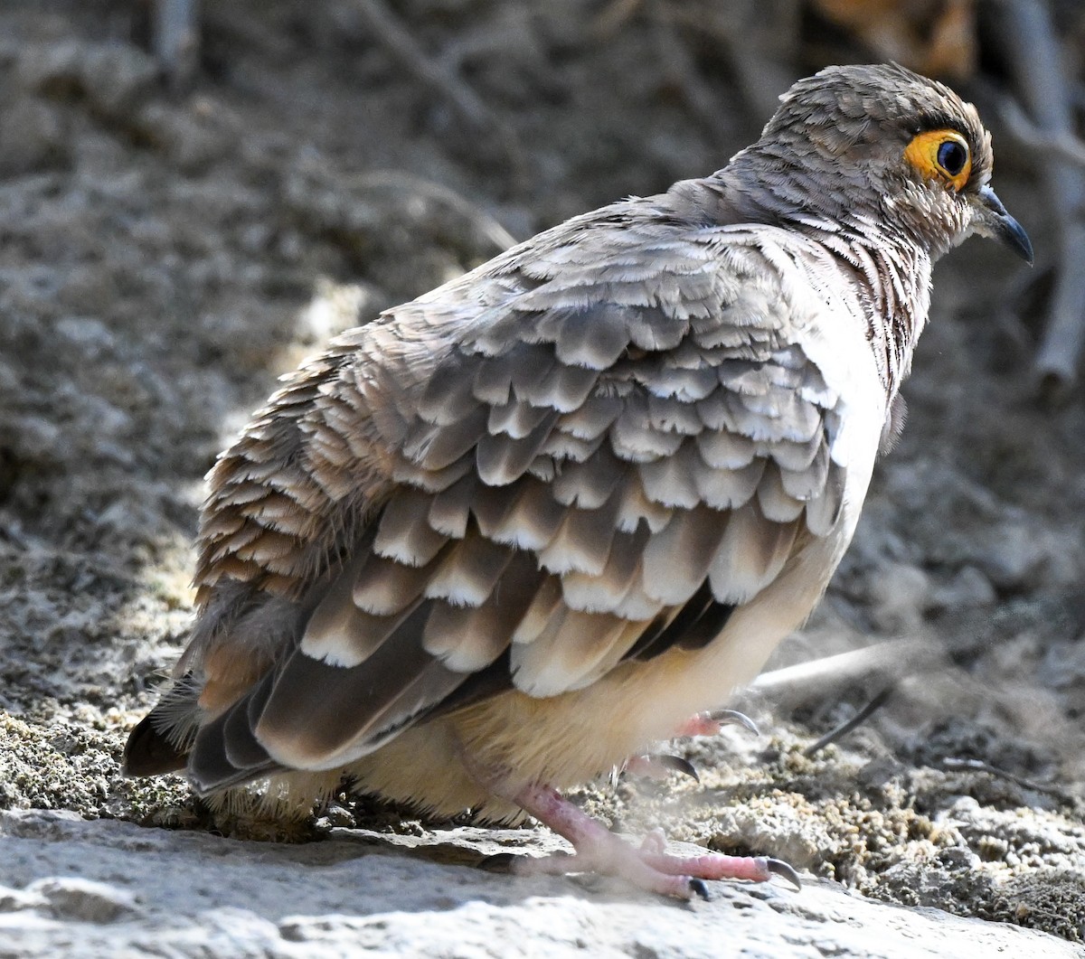 Bare-faced Ground Dove - ML647207555