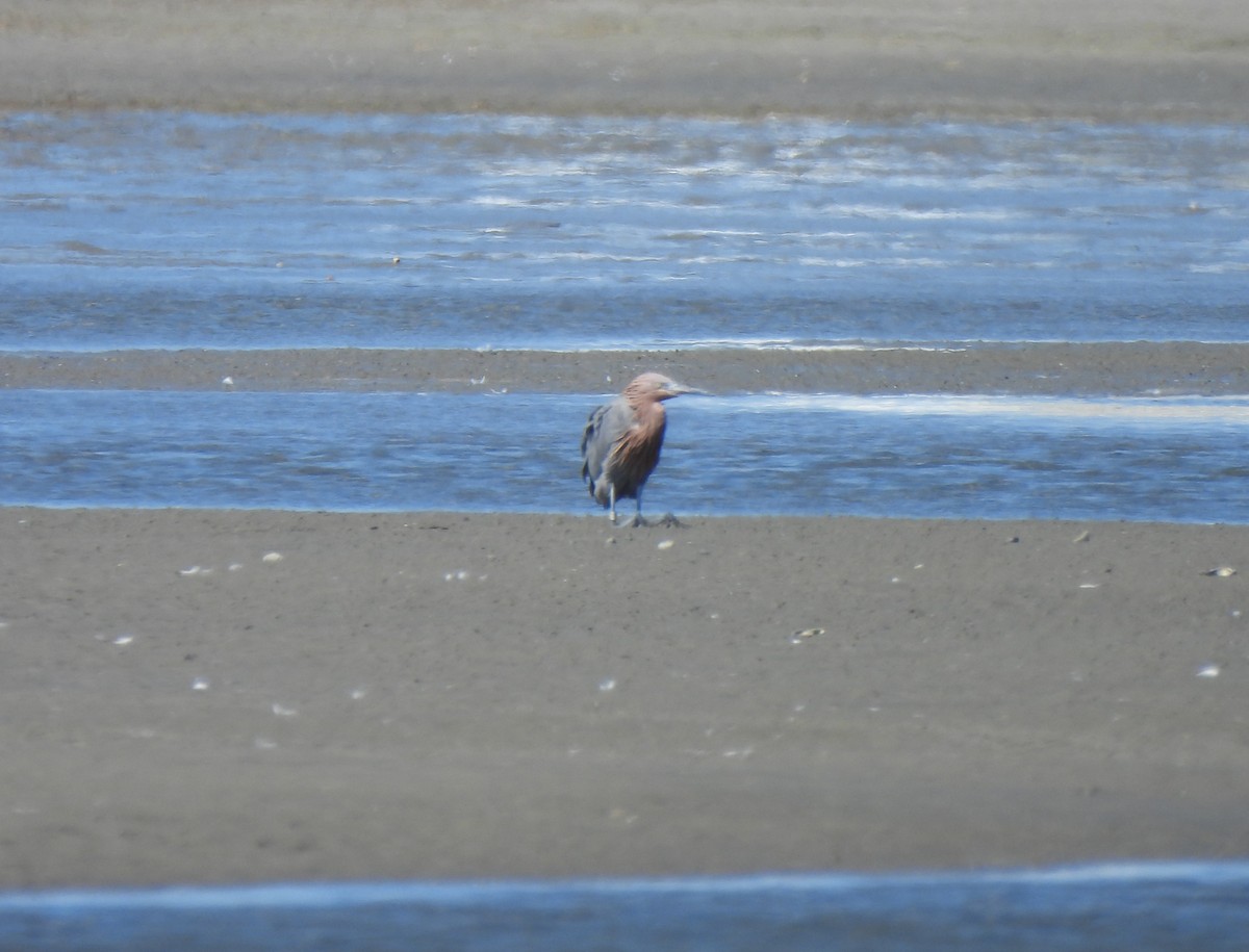 Reddish Egret - ML647207560