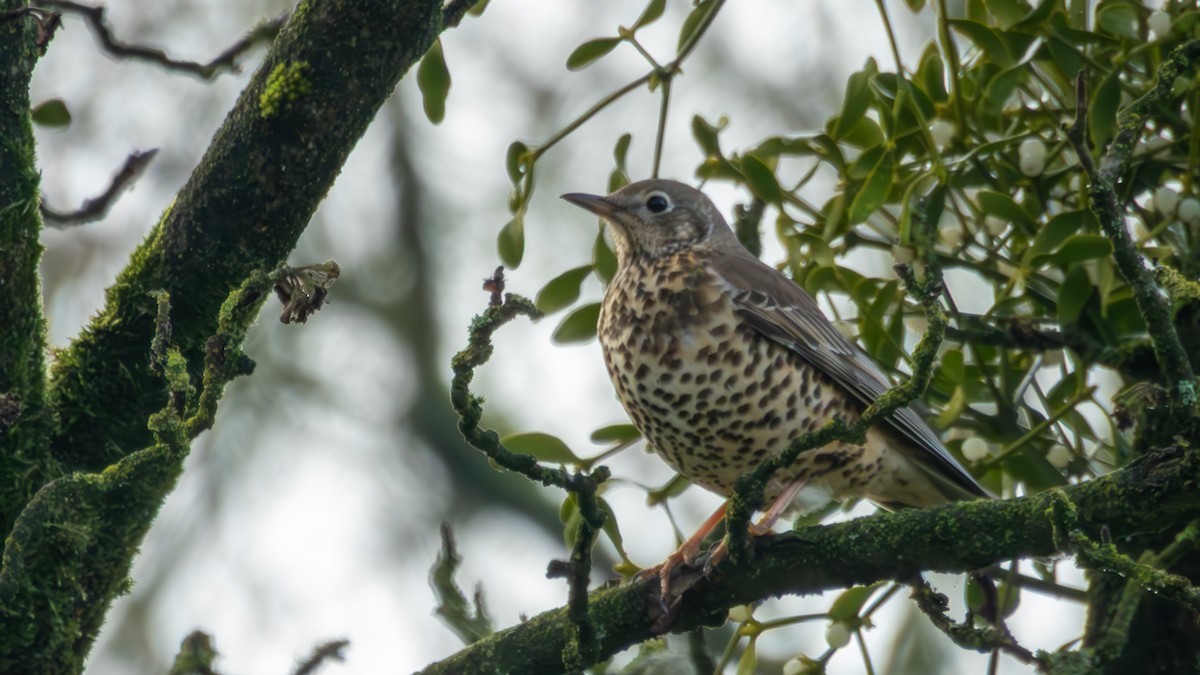 Grive draine - ML647207561