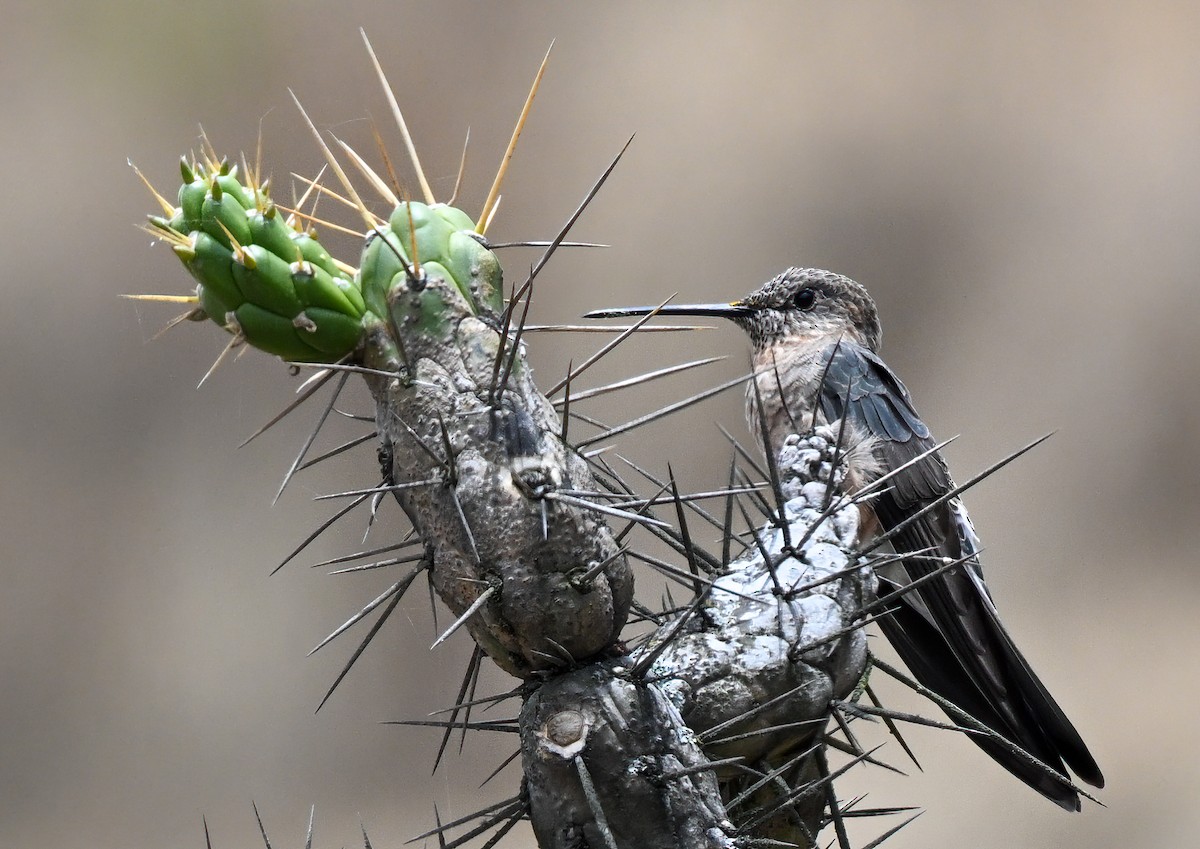 Giant Hummingbird - ML647207567