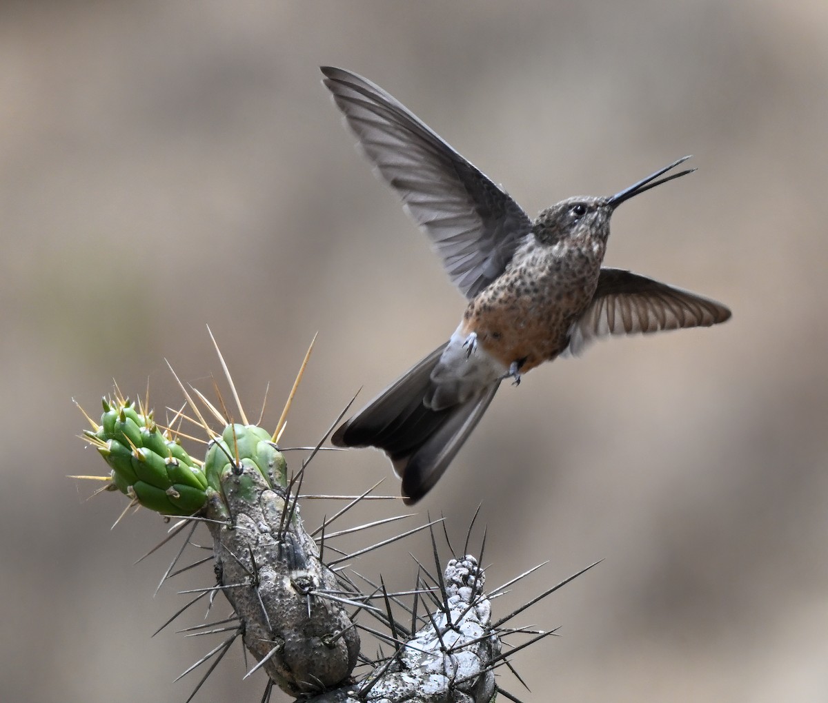 Giant Hummingbird - ML647207568