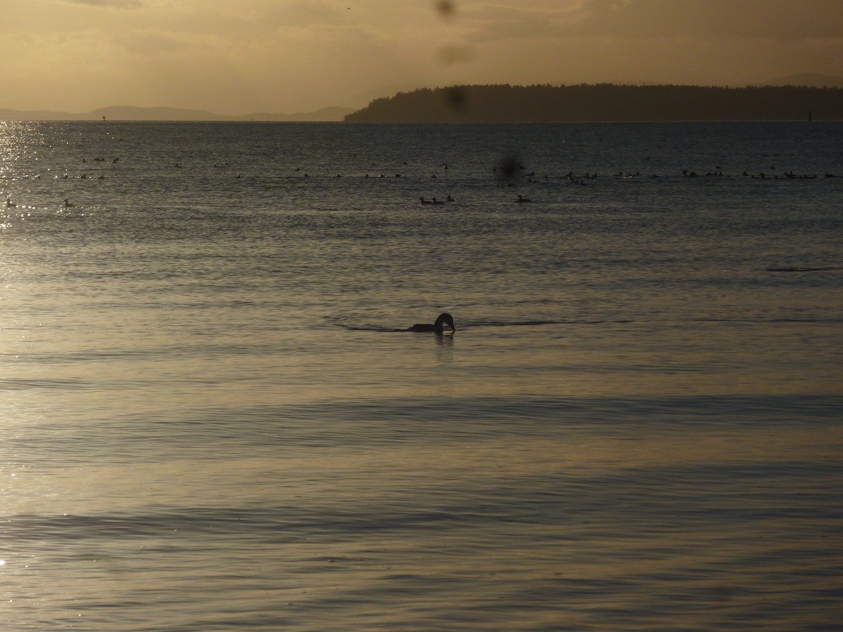 Common Loon - ML647207581