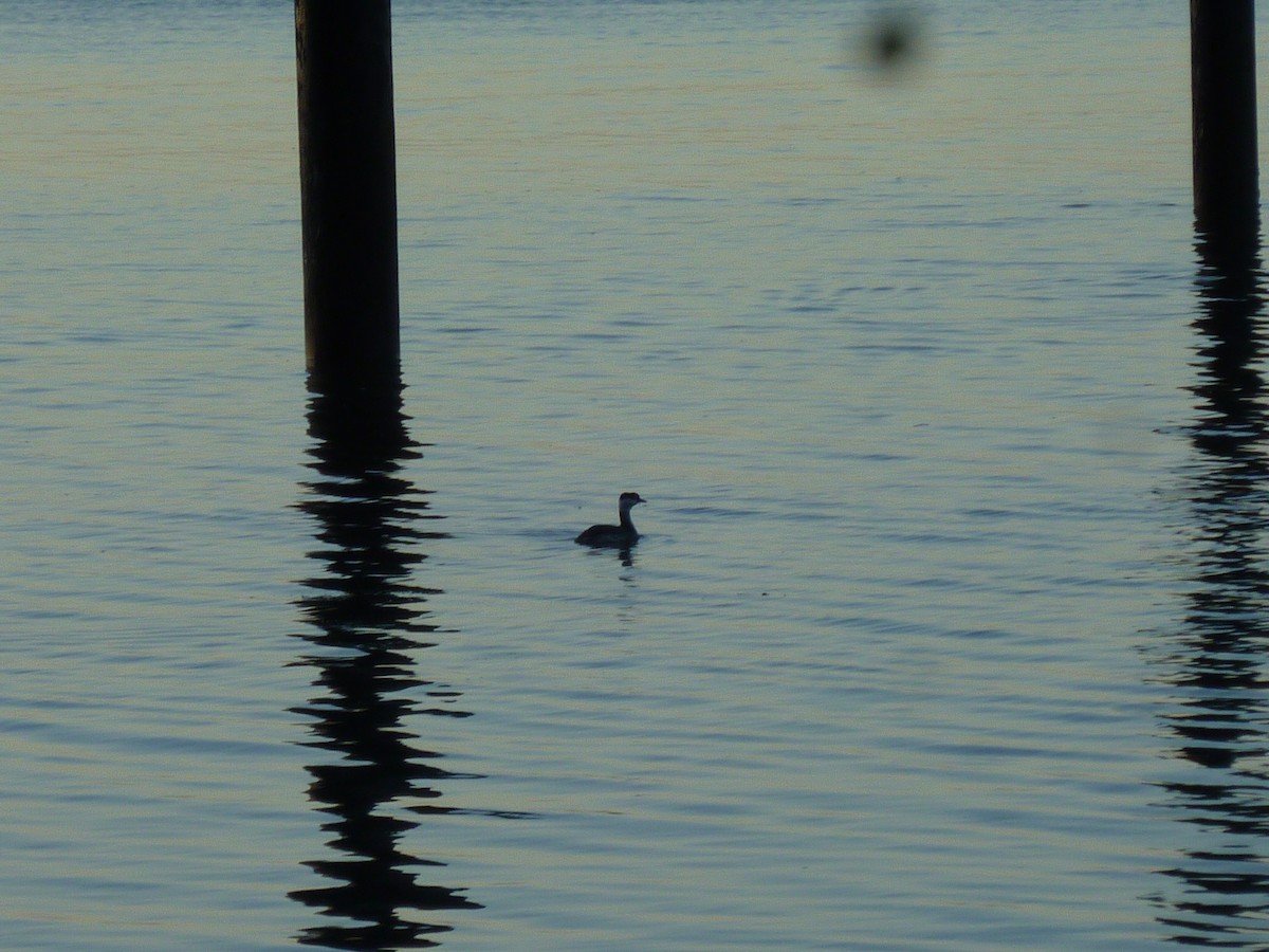 Пірникоза червоношия - ML647207584