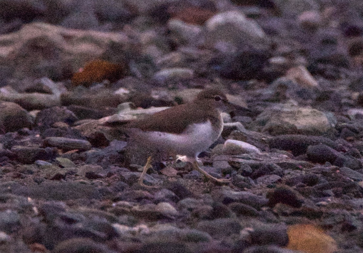 Набережник плямистий - ML647207585