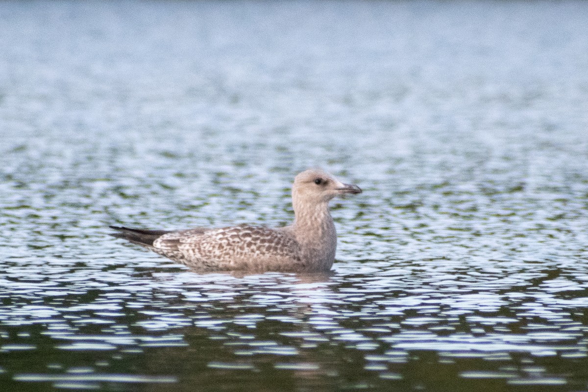 Мартин американський - ML647207588