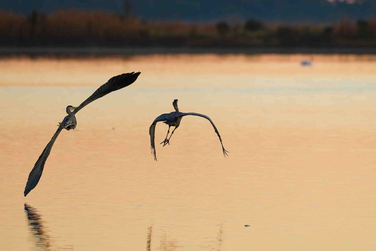 Чапля північна - ML647207589