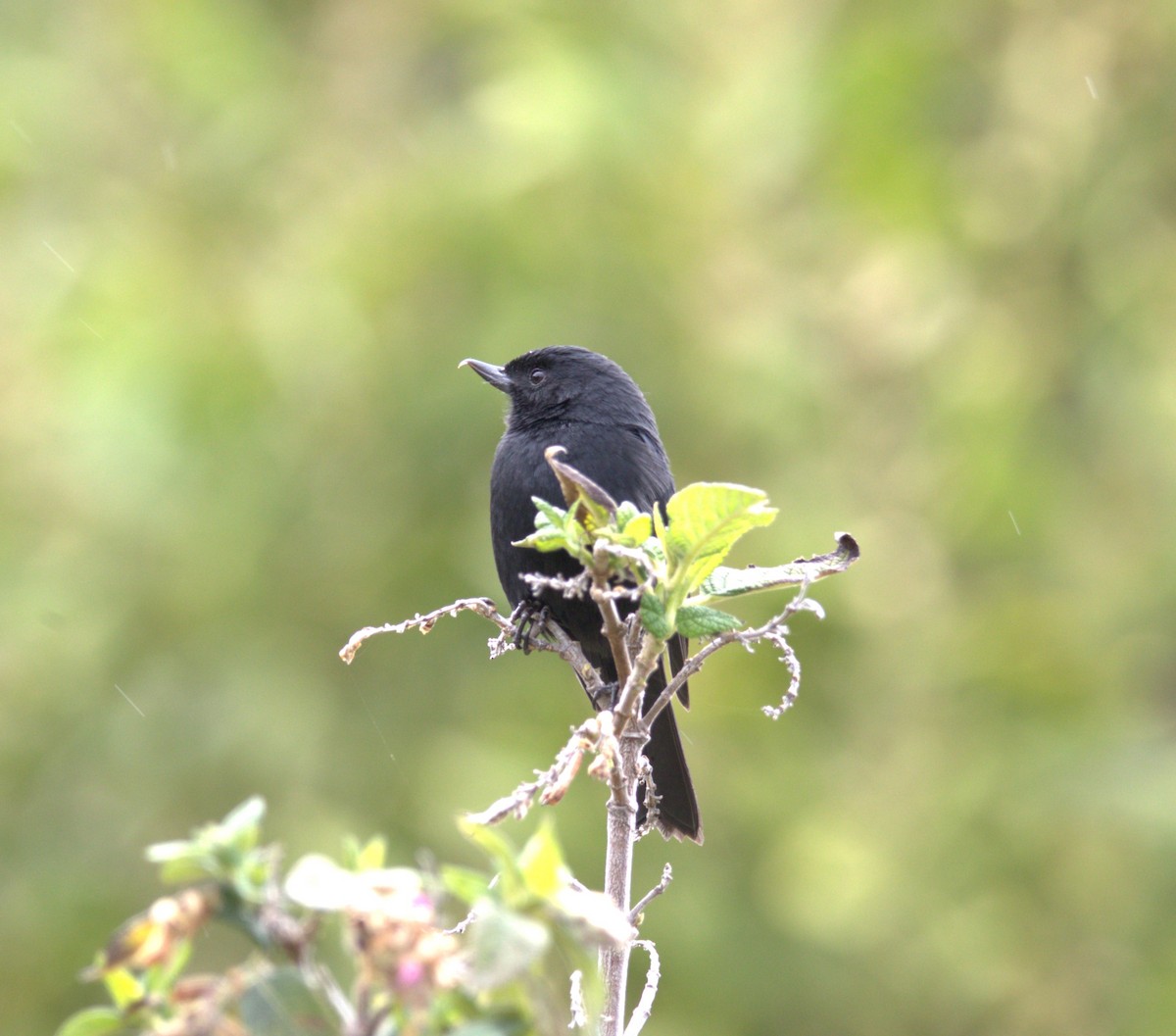 Квіткокол чорний - ML647207590