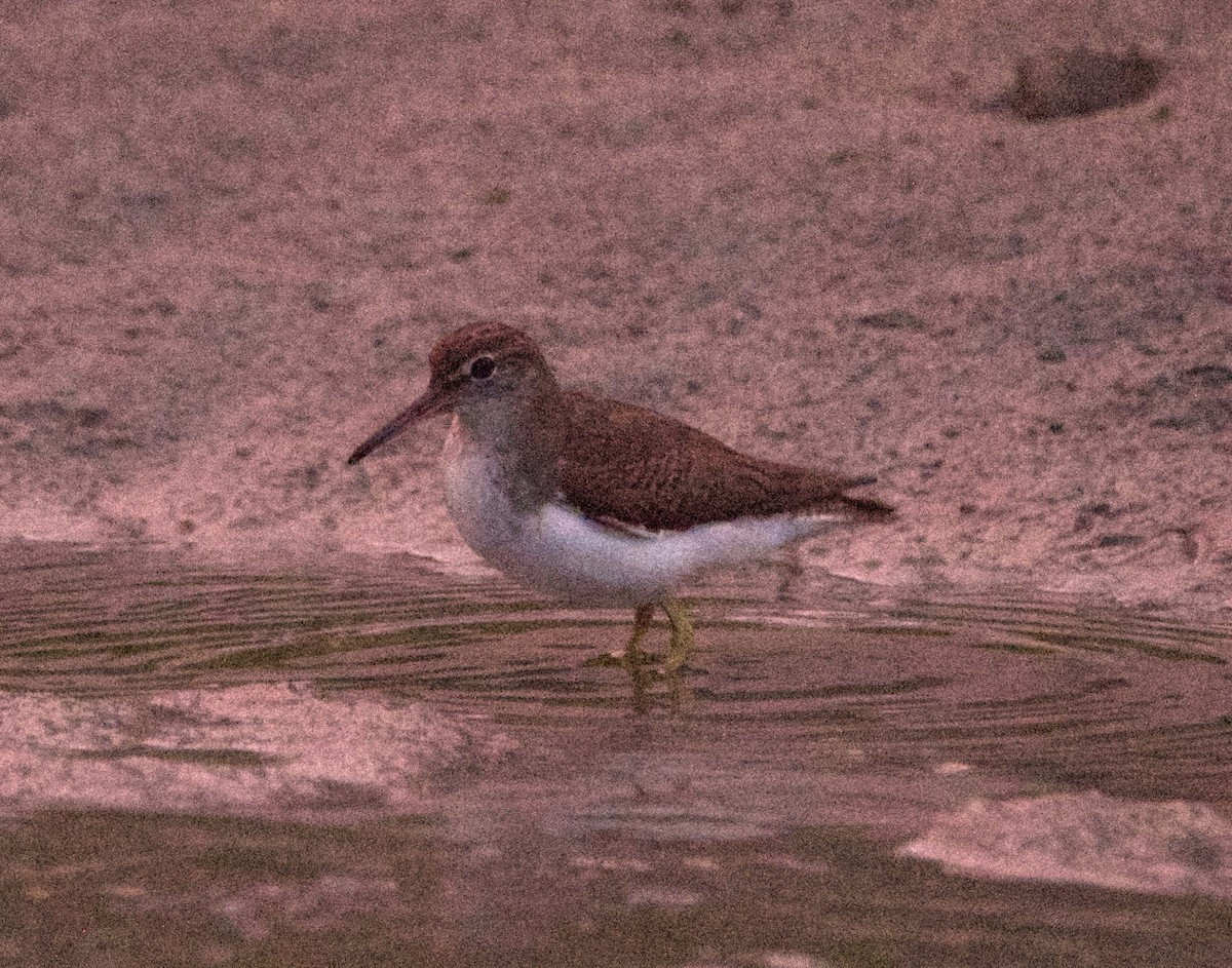 Набережник плямистий - ML647207591