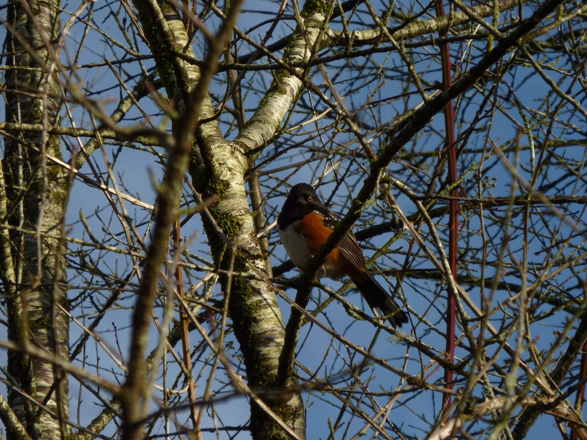 Тауї плямистий - ML647207595