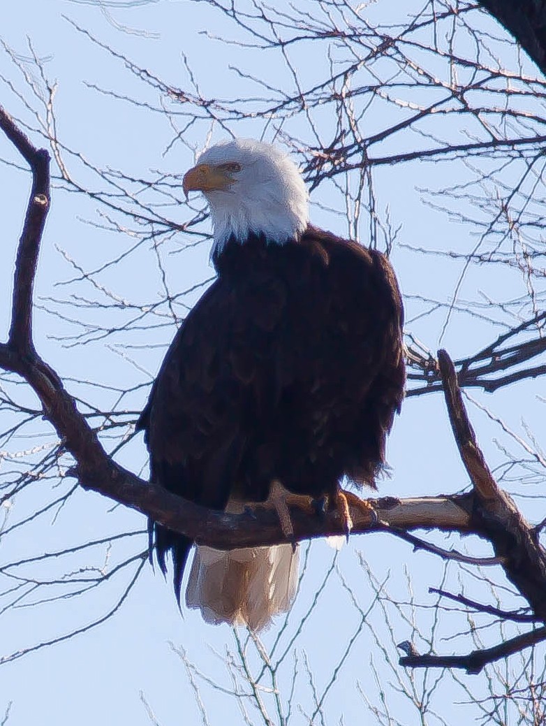 Орлан білоголовий - ML647207596
