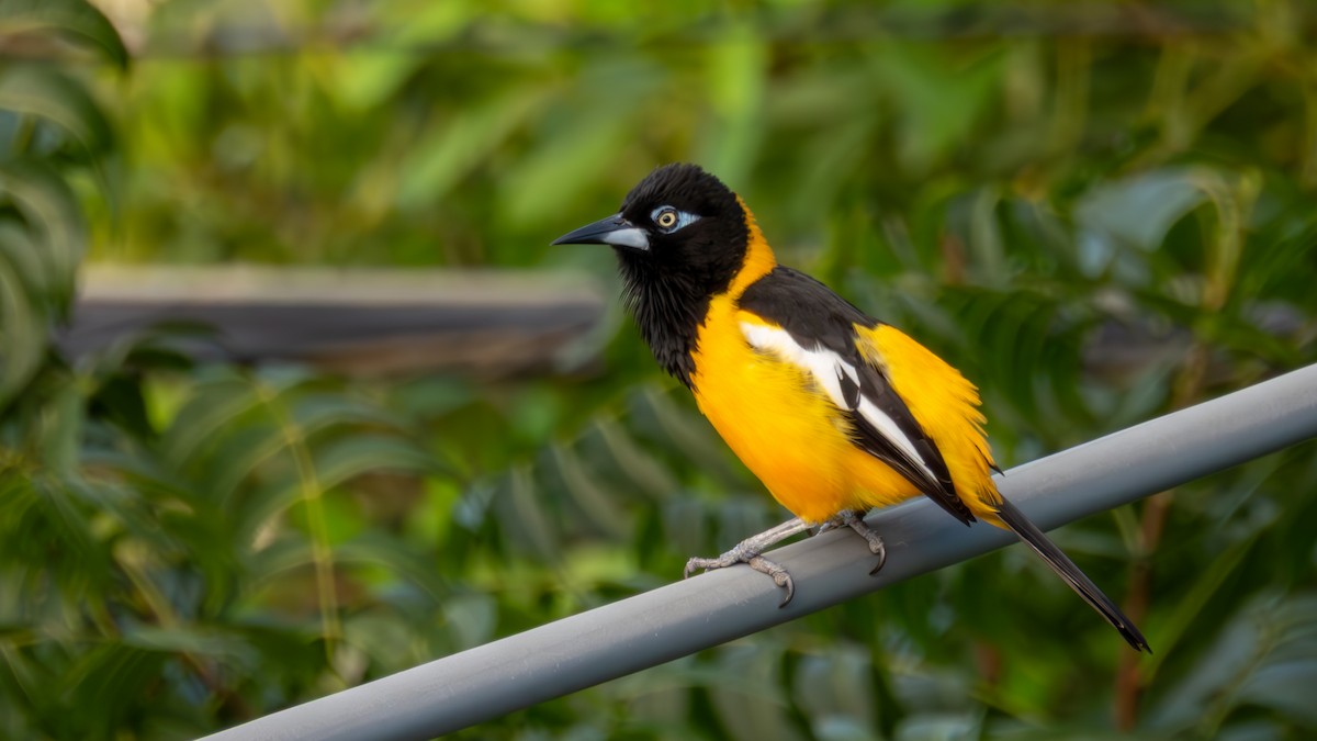 Трупіал венесуельський - ML647207598