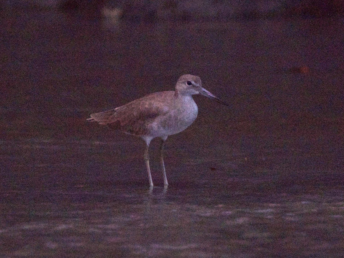 Коловодник американський - ML647207599