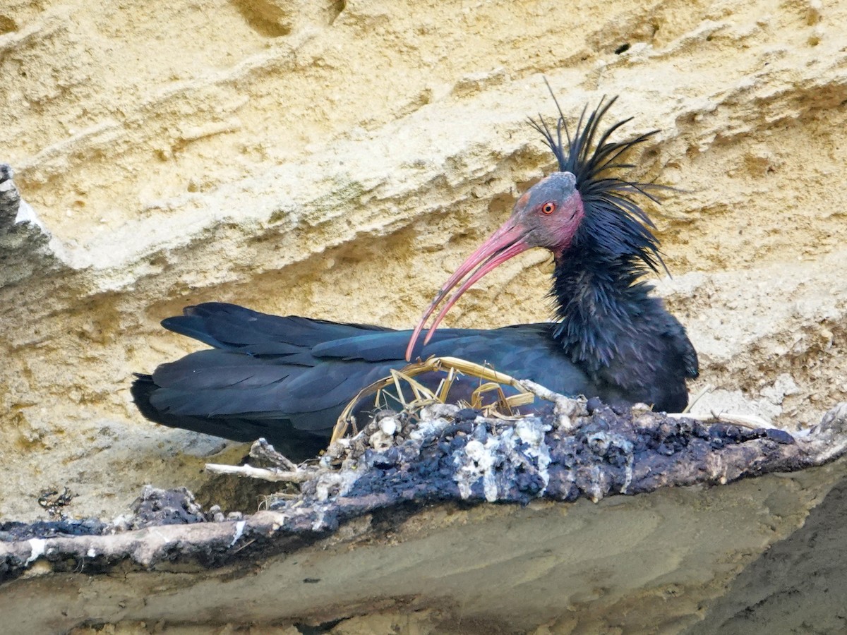 Ібіс-лисоголов мароканський - ML647207600