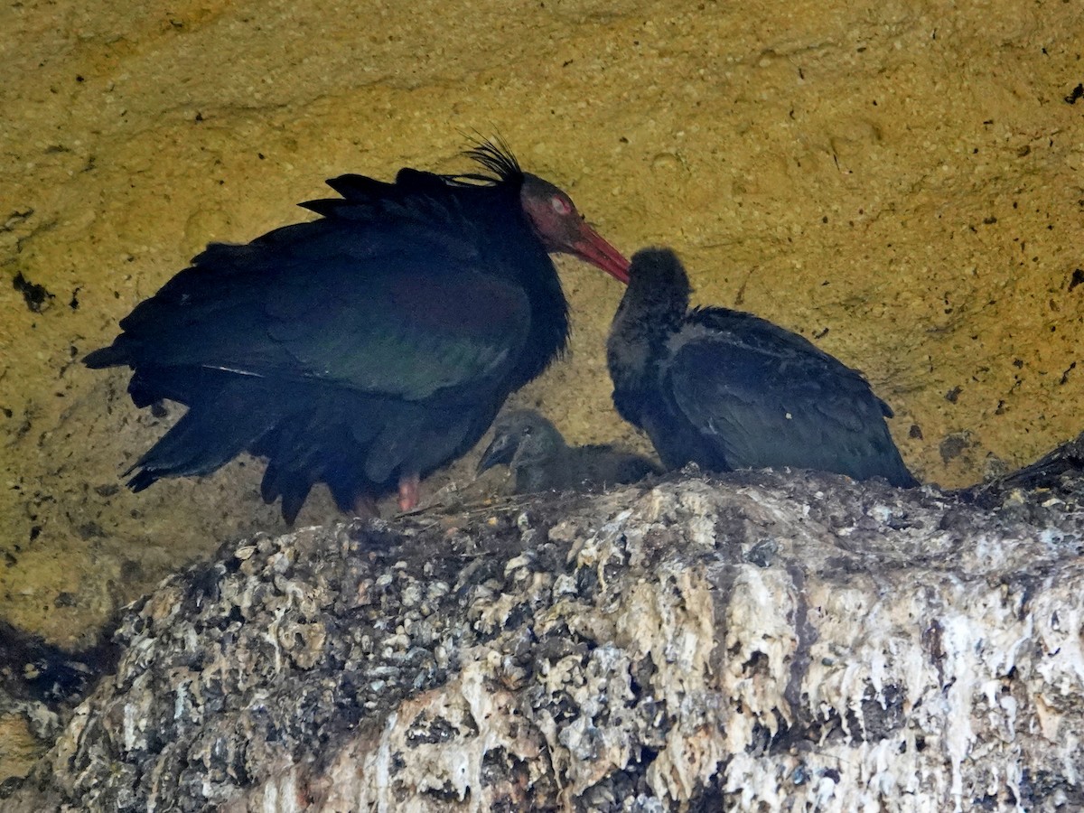 Ібіс-лисоголов мароканський - ML647207601