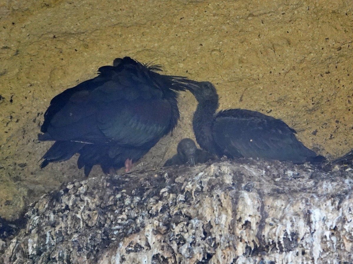 Ібіс-лисоголов мароканський - ML647207602