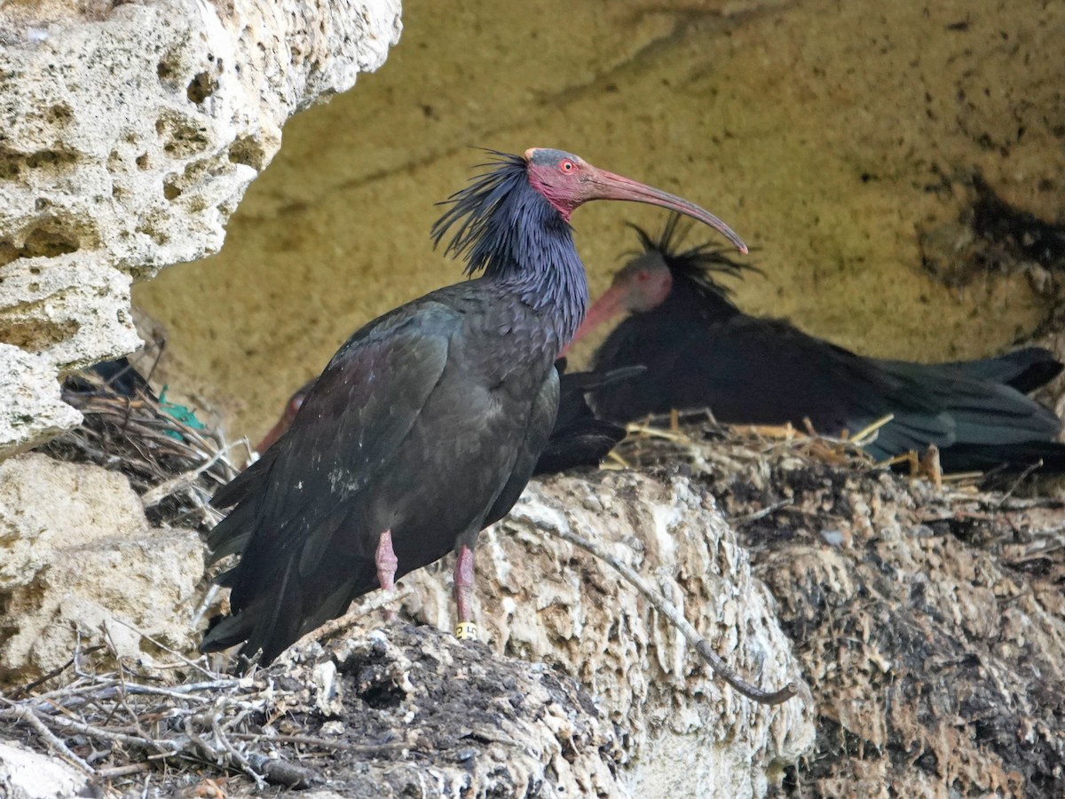 Ібіс-лисоголов мароканський - ML647207603