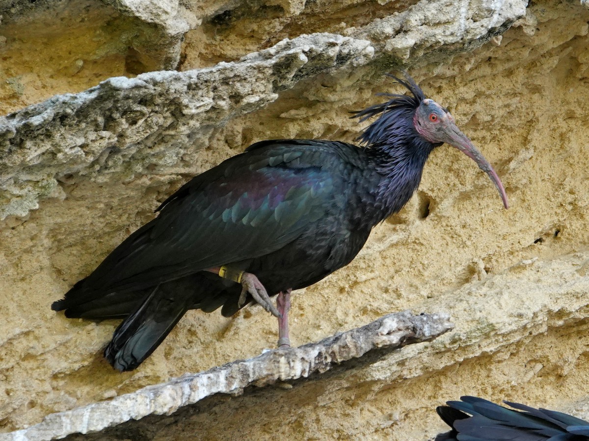 Ібіс-лисоголов мароканський - ML647207604