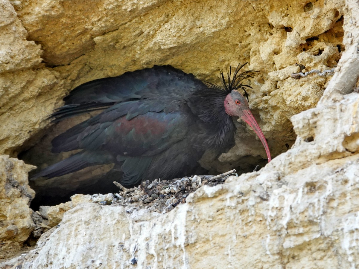 Ібіс-лисоголов мароканський - ML647207605