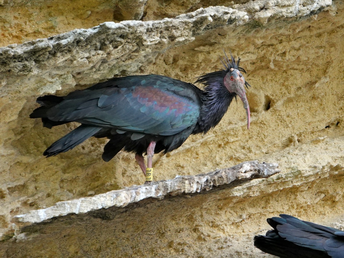 Ібіс-лисоголов мароканський - ML647207606