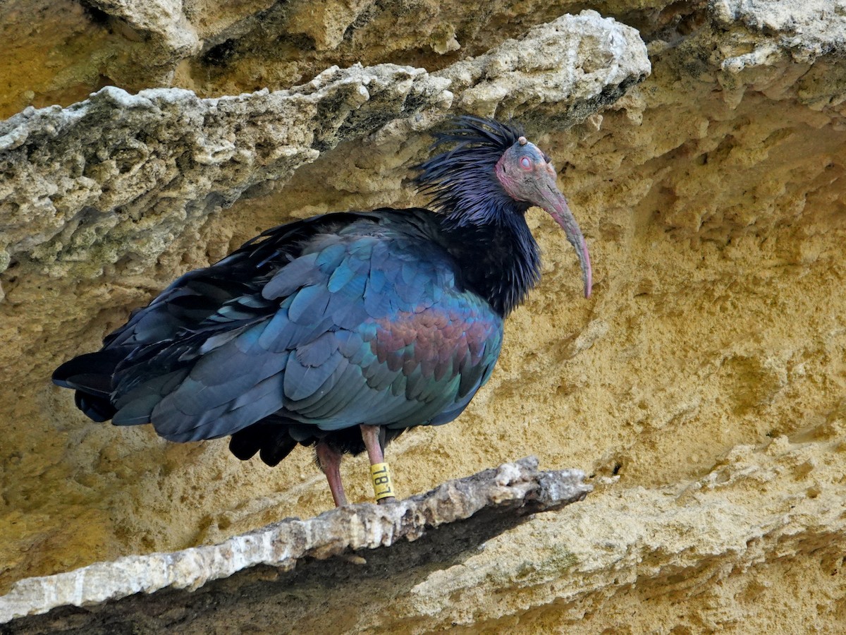 Ібіс-лисоголов мароканський - ML647207607