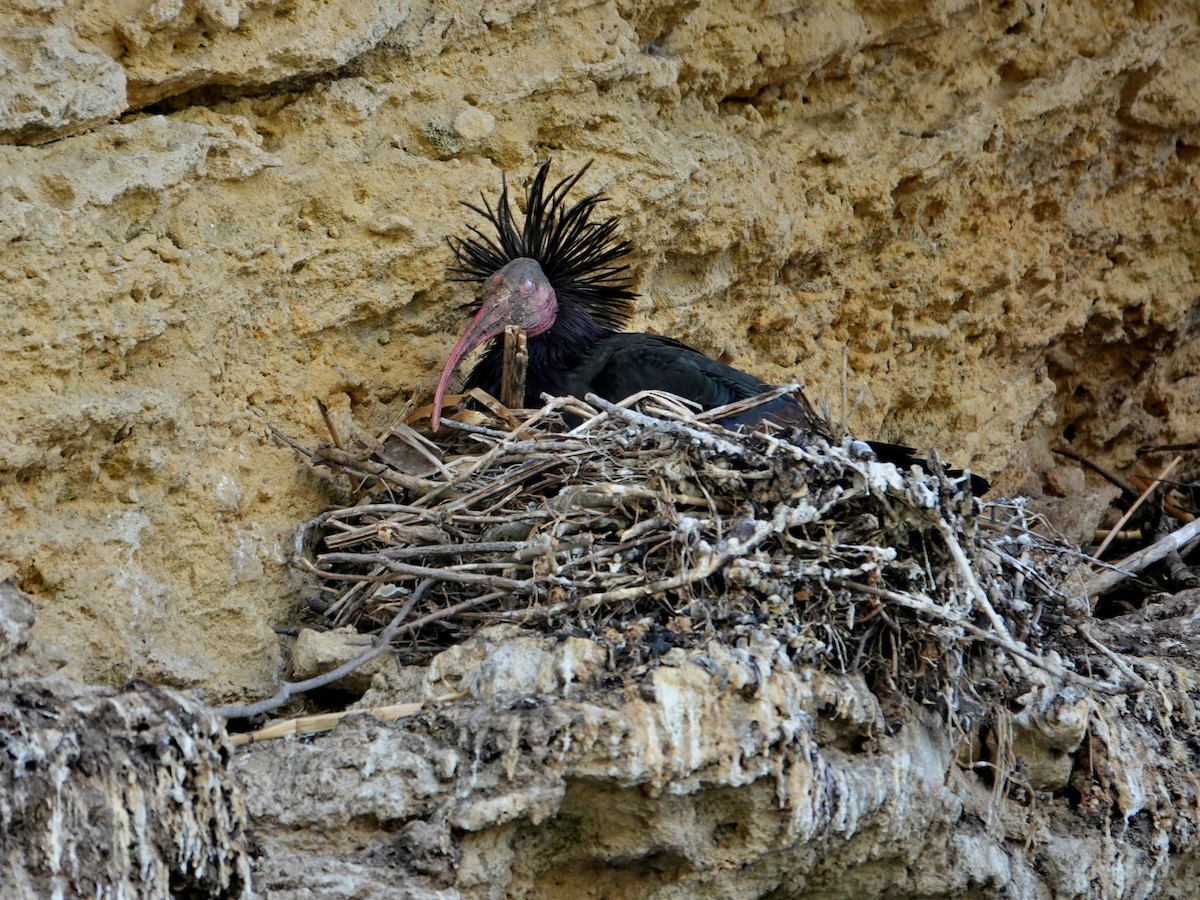 Ібіс-лисоголов мароканський - ML647207608