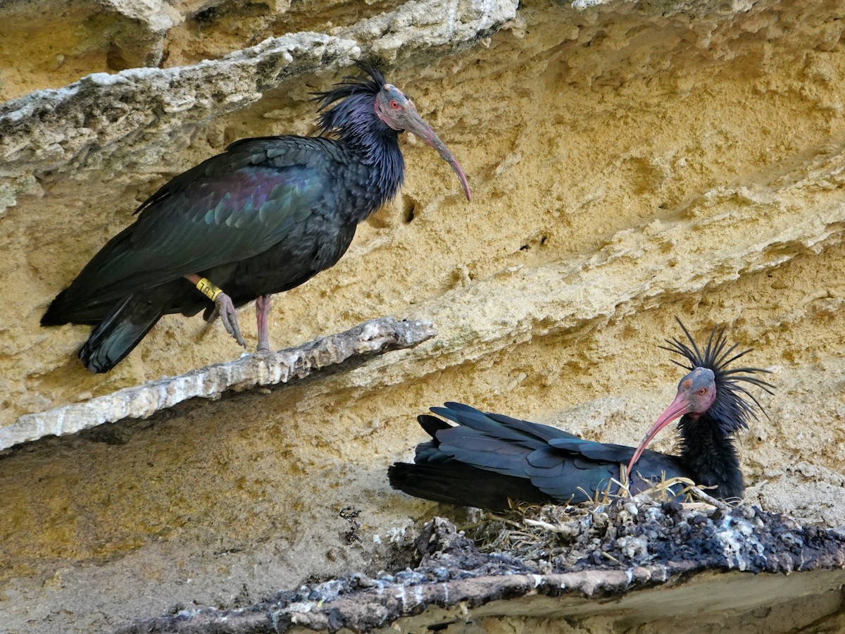 Ібіс-лисоголов мароканський - ML647207609