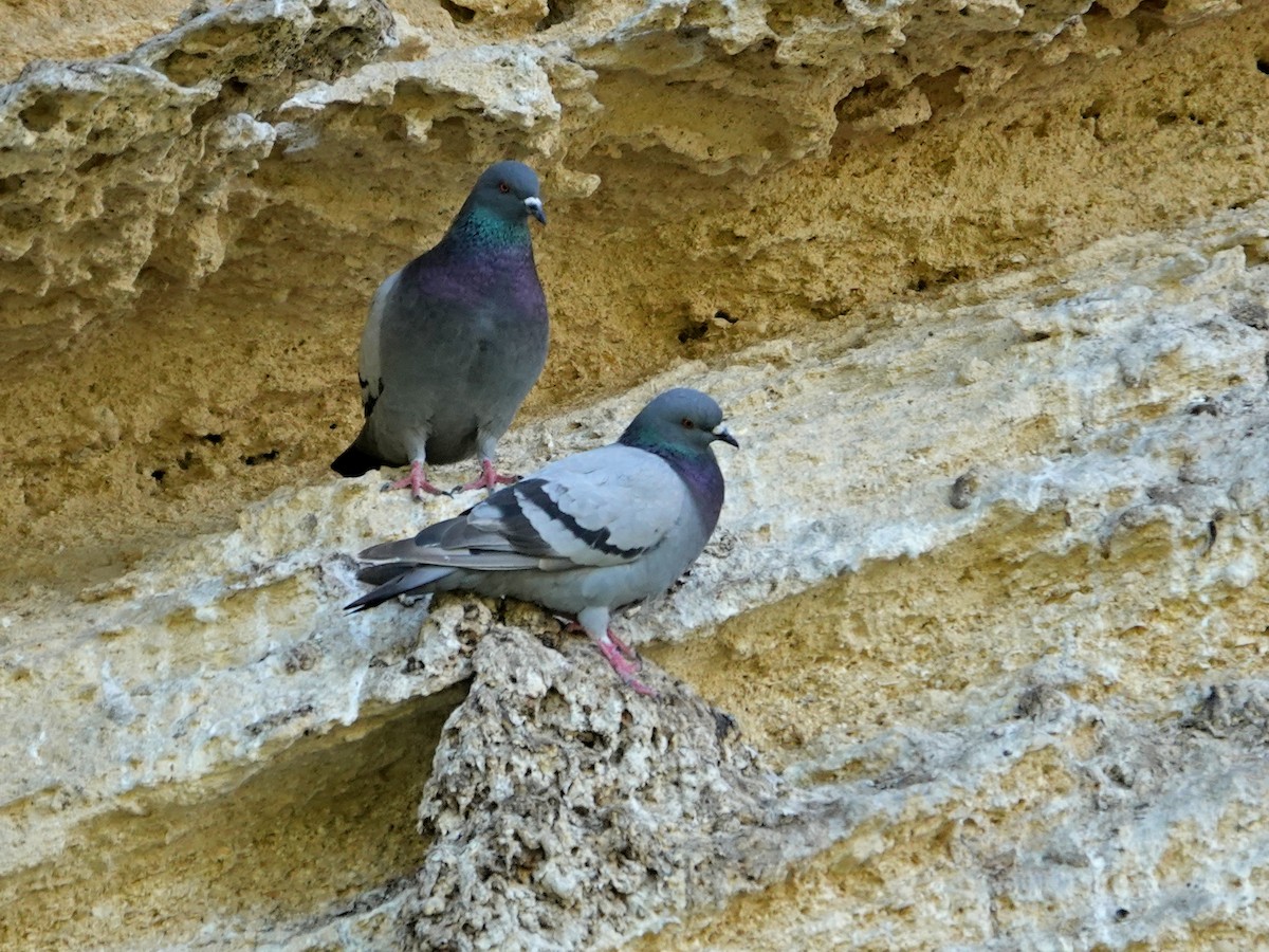 יונת בית - ML647207610