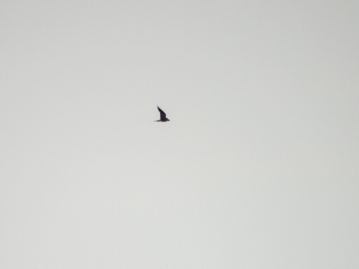 Сапсан - ML647207611