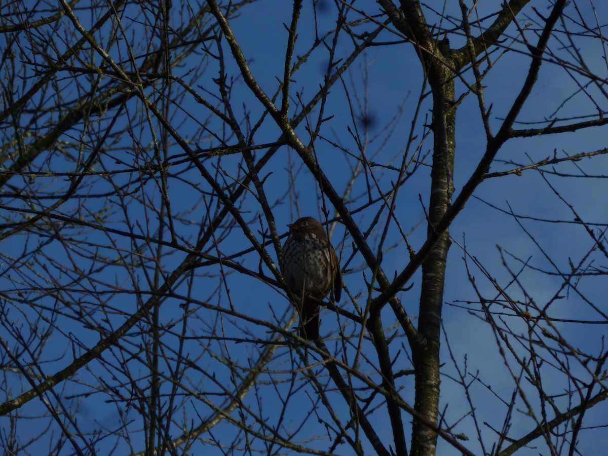 Пасовник рябогрудий - ML647207612