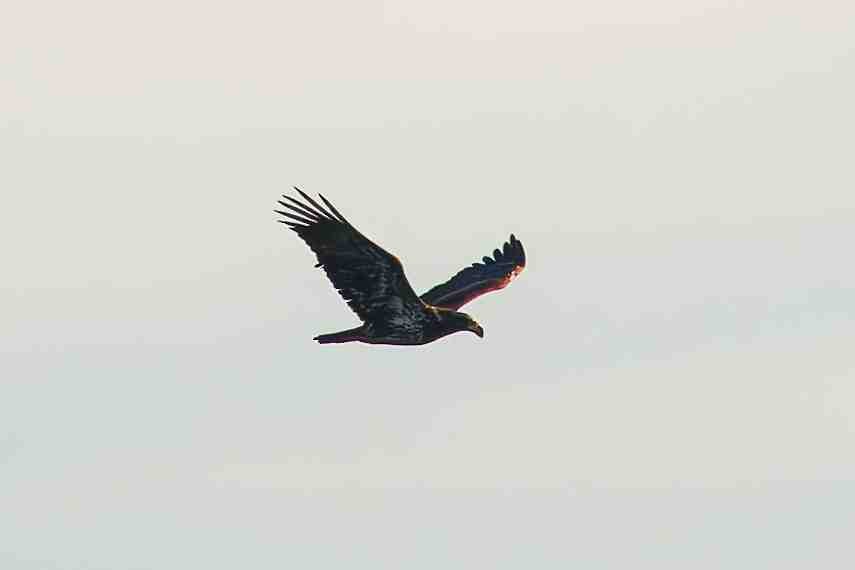 Орлан білоголовий - ML647207613