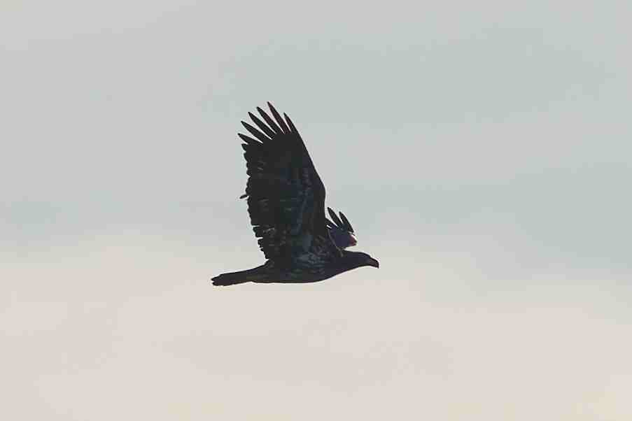 Орлан білоголовий - ML647207614