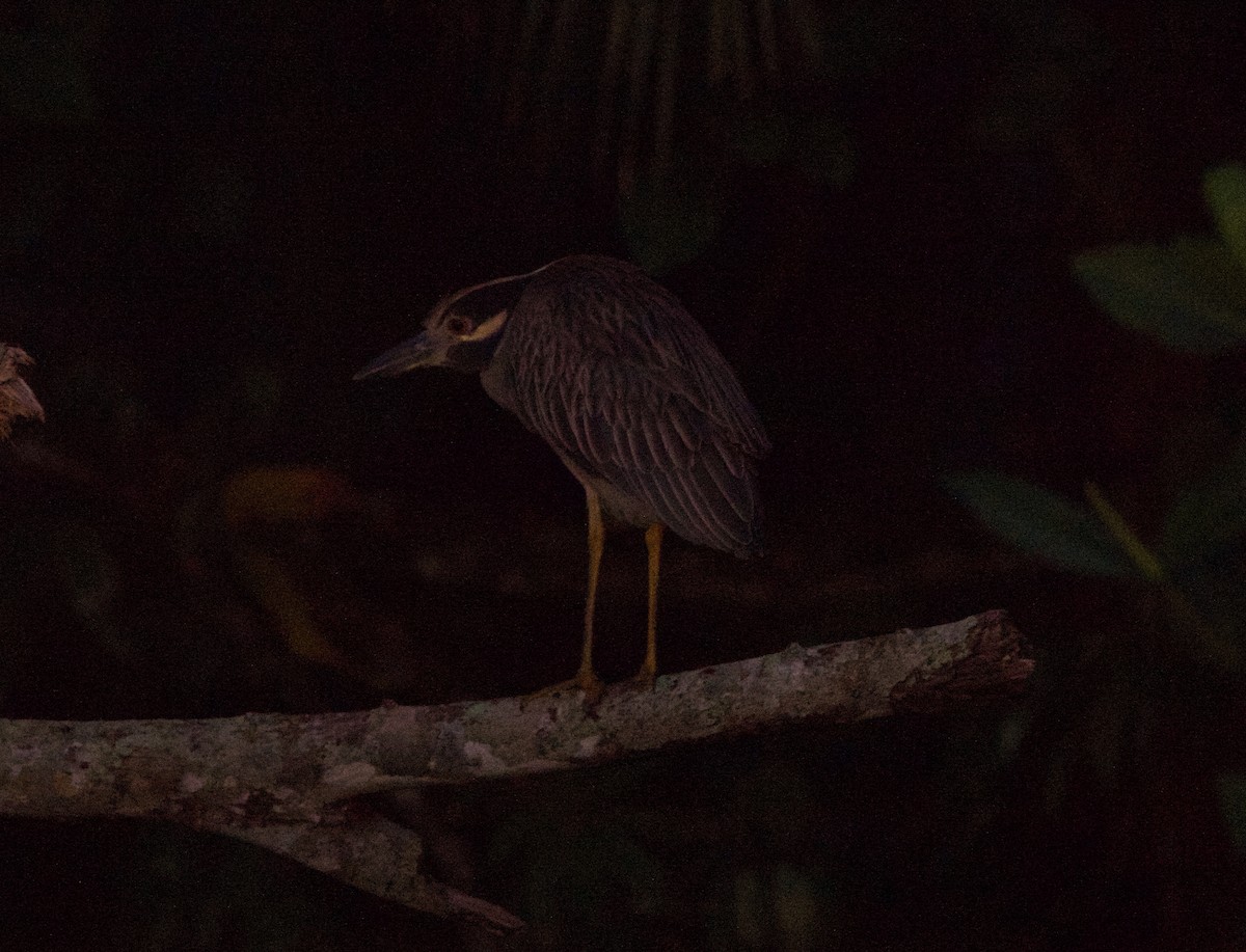 Квак чорногорлий - ML647207615