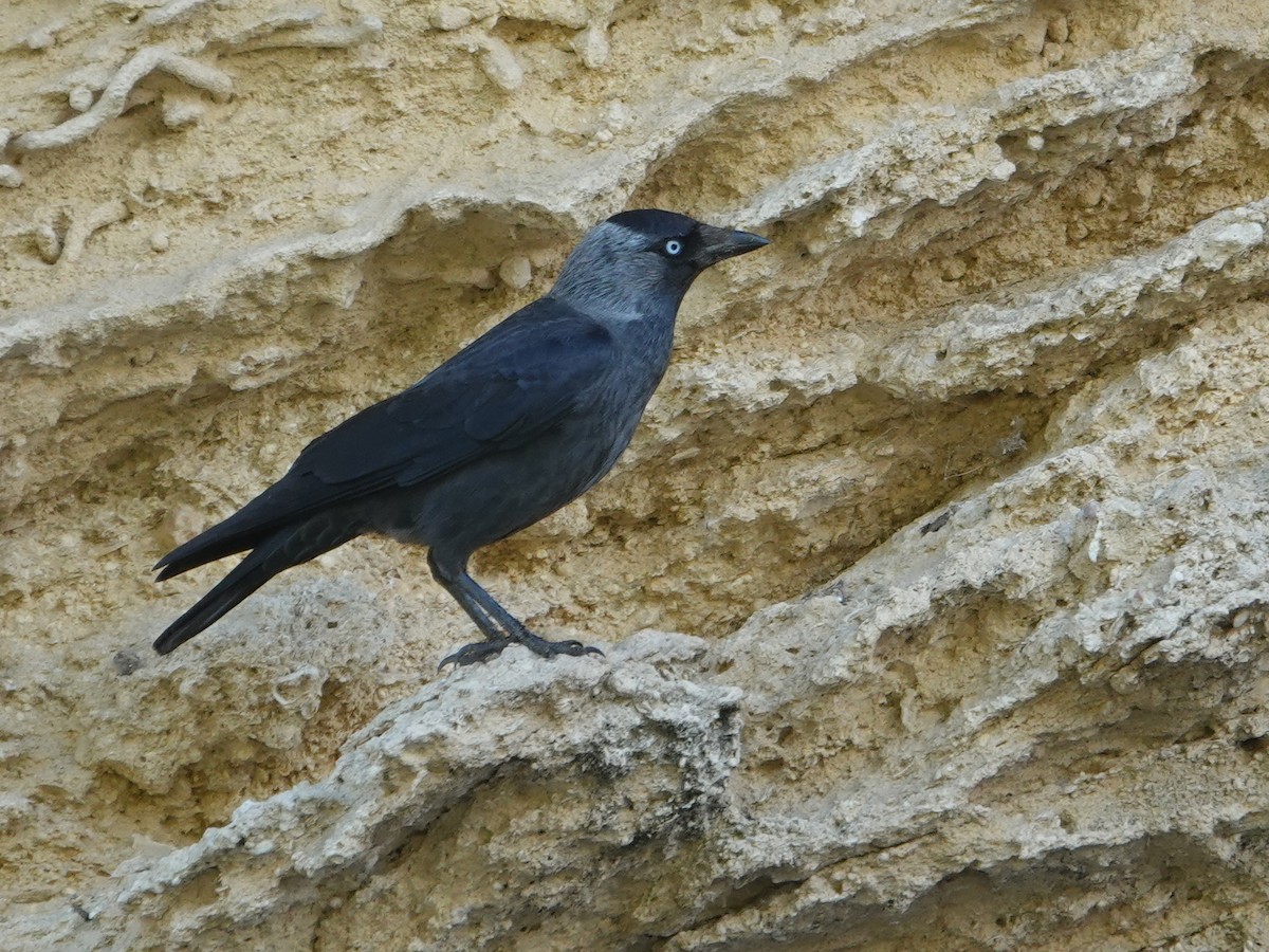 Галка звичайна - ML647207617