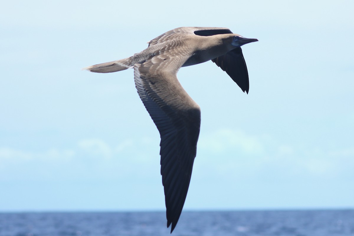 Сула червононога - ML647207624