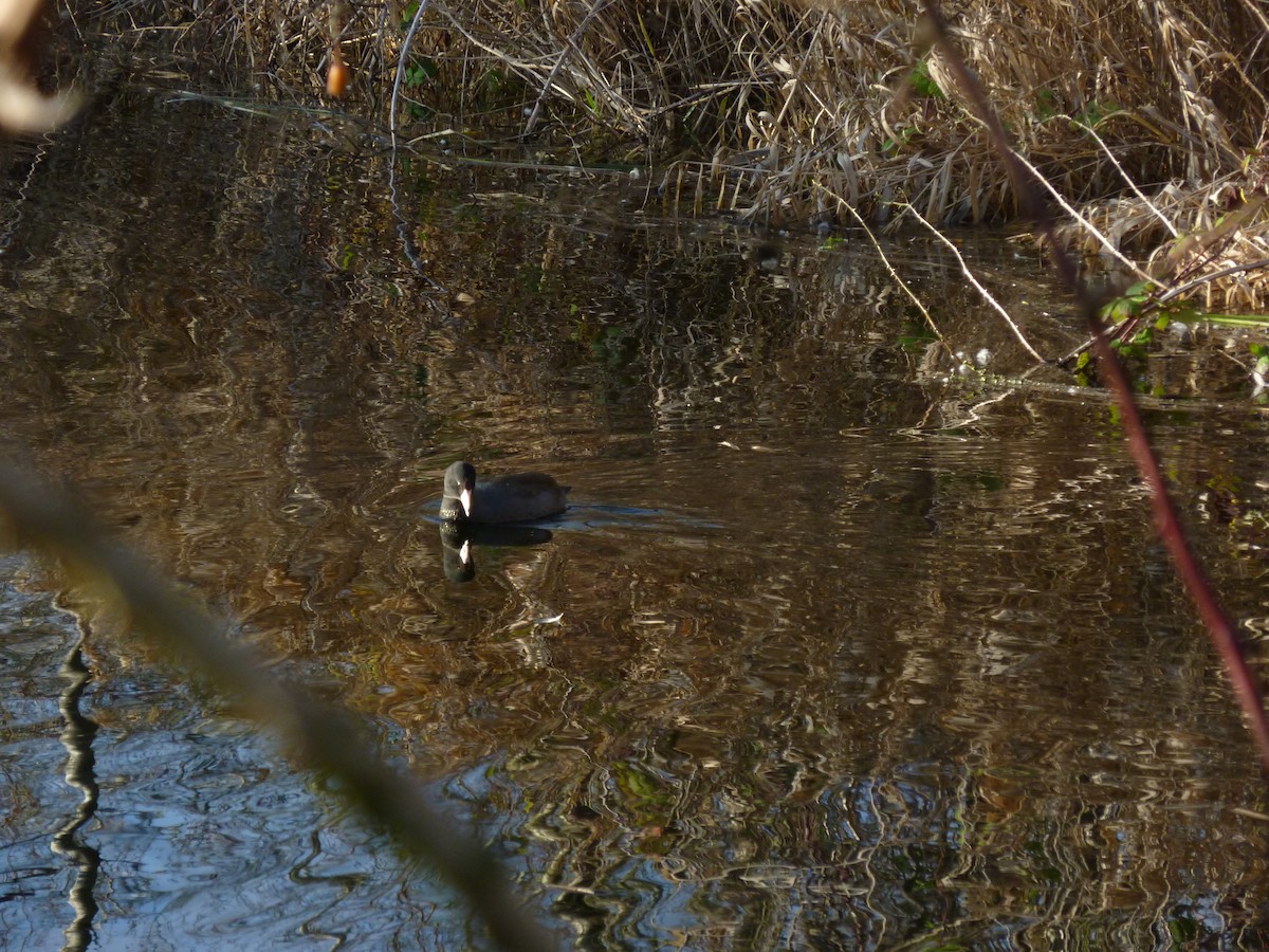 Kopetazuri amerikarra - ML647207630