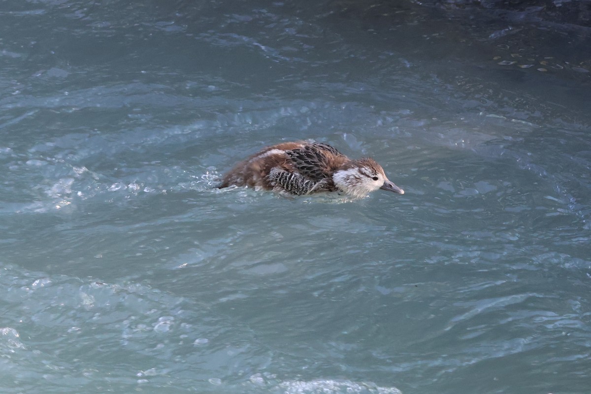 Torrent Duck - ML647207632