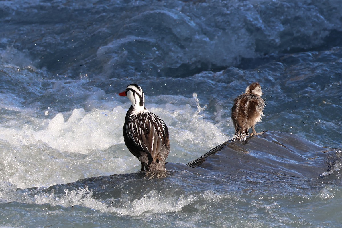 Torrent Duck - ML647207635