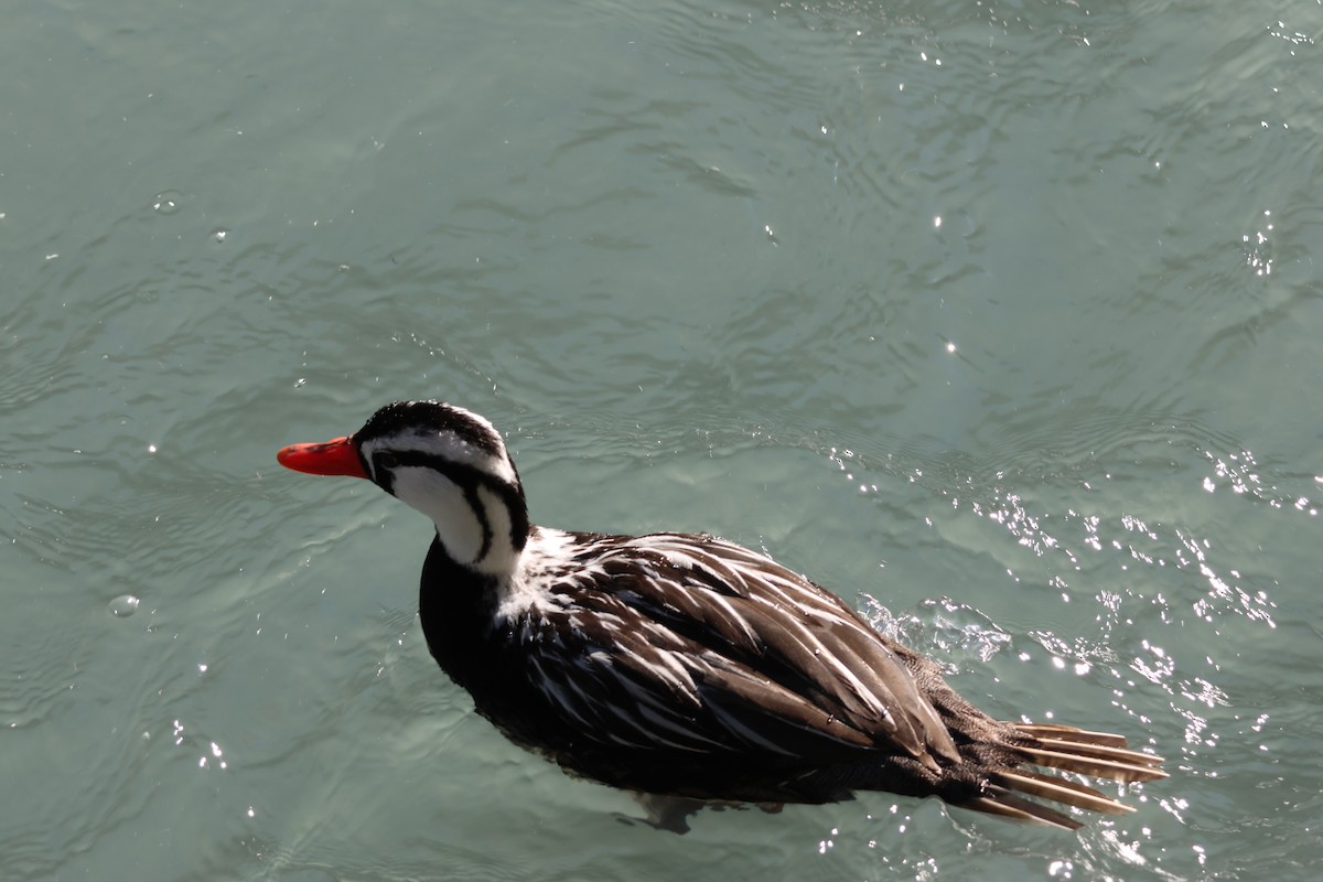 Torrent Duck - ML647207637