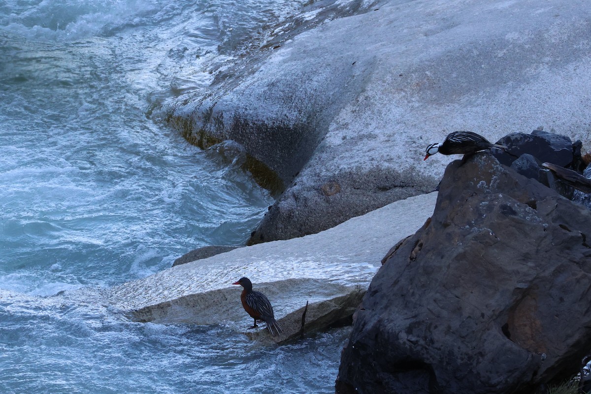 Torrent Duck - ML647207638