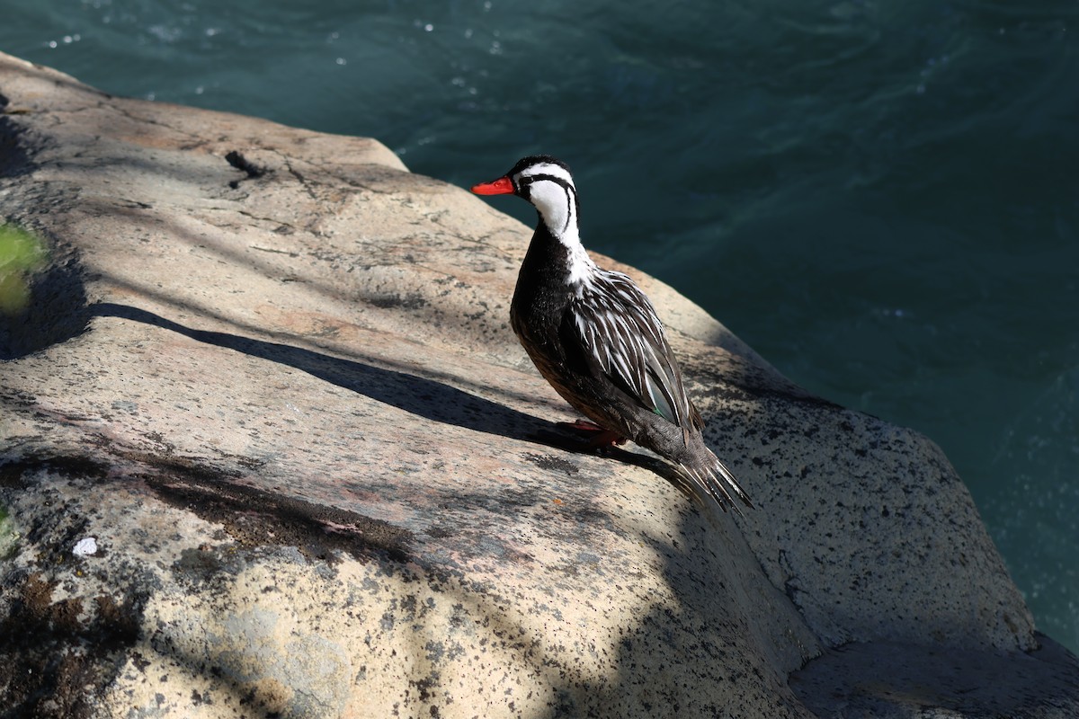 Torrent Duck - ML647207639