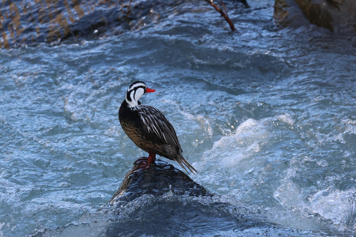 Torrent Duck - ML647207640