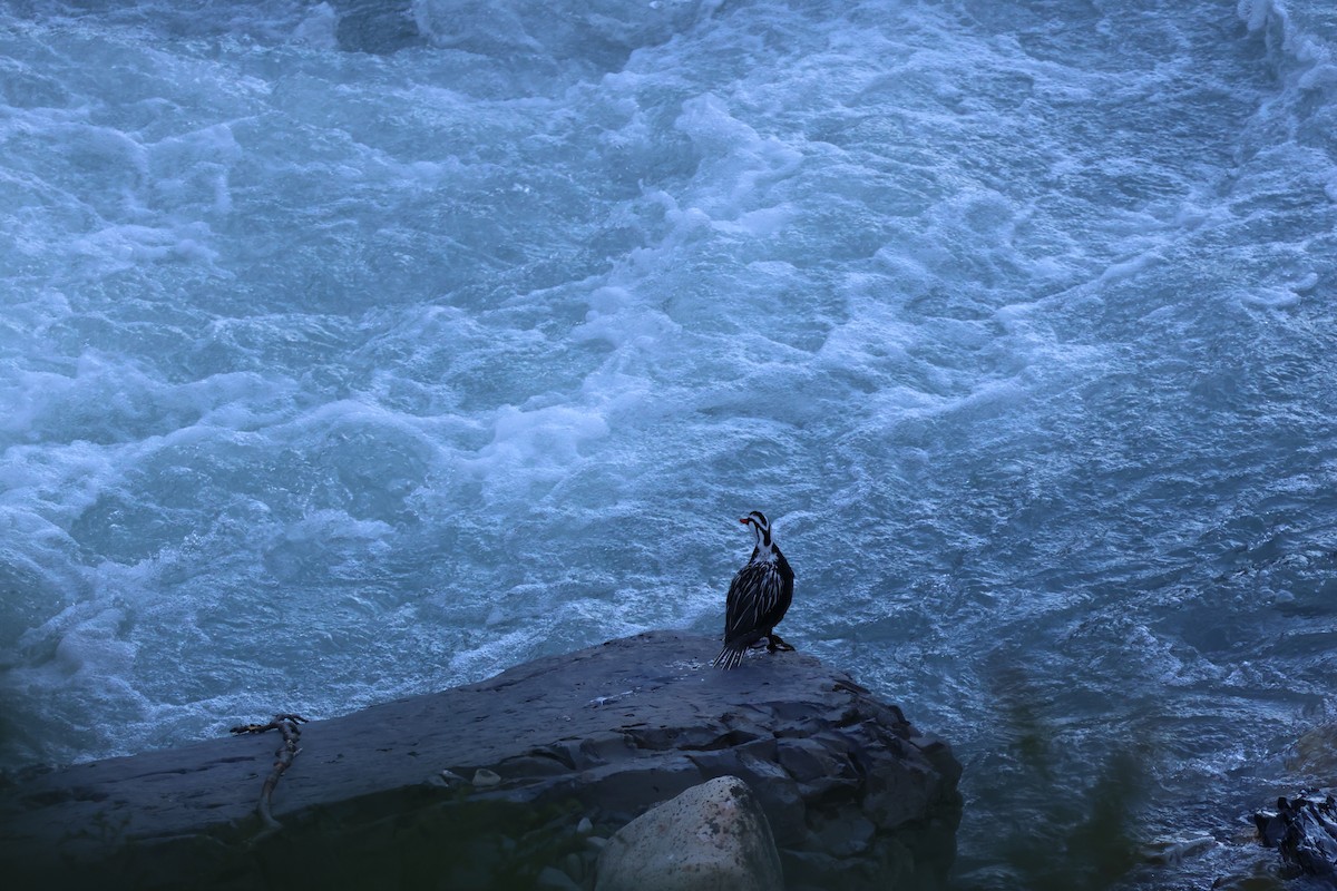 Torrent Duck - ML647207641