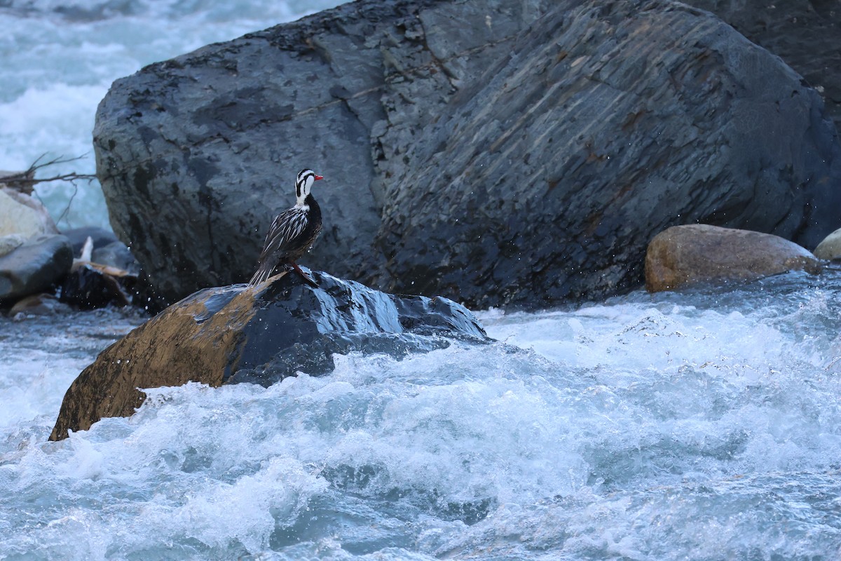 Torrent Duck - ML647207642