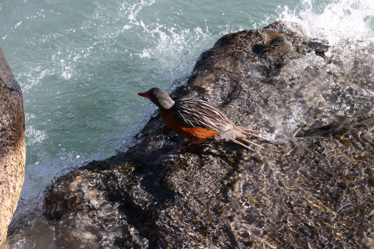 Torrent Duck - ML647207643