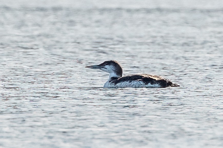 Common Loon - ML647207644