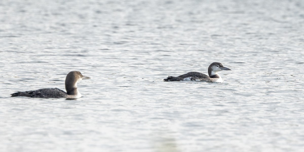 Common Loon - ML647207645