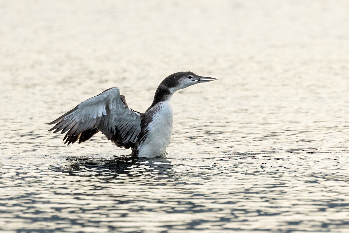 Common Loon - ML647207646