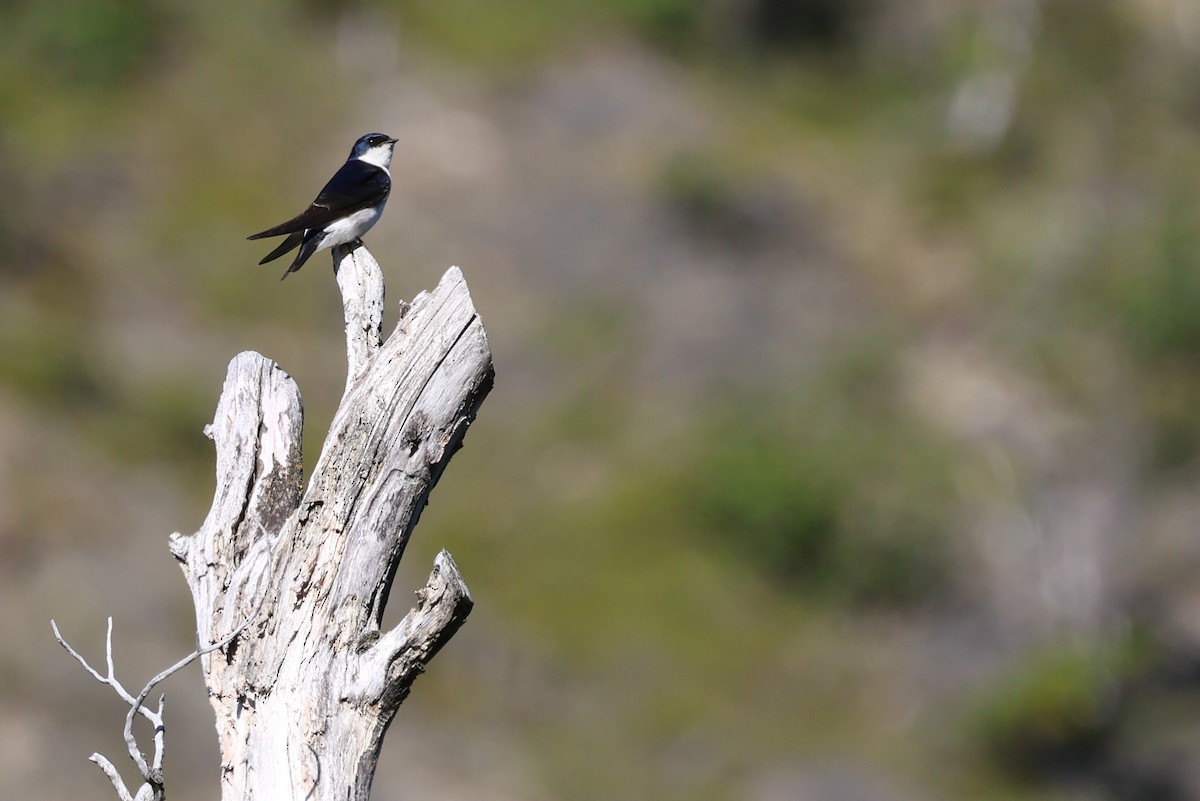 Şili Kırlangıcı - ML647207648